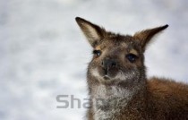 世界上最大的十个动物园 北京动物园位居第四！(2024年最新排名前十榜单)