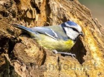 世界上最萌的鸟：银喉长尾山雀体长仅13厘米