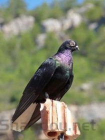 世界上最贵的赛鸽，比利时鸽子被拍出1030万元