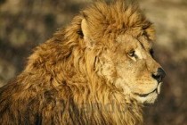 世界上走得最慢的动物，三趾树懒走路慢十拍