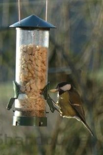 世界上最小的鸟类排行榜前十，十大最小的鸟(附2024年最新排名前十榜单)