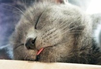 猫咪有呕吐的行为身体抽动要怎么调理？