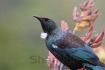 世界最漂亮的鸟是什么鸟 世界上十大最漂亮的鸟