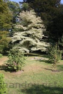 世界上寿命最长10大植物，波西多尼亚海草可活10万年！