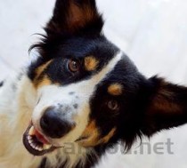 狗狗一只眼睛下面红了的缘由何在？要怎么处理？