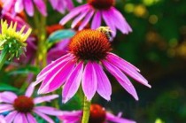 世界上十大名字最优雅的植物：彼岸花位列榜首