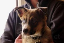 猫之前一直用脚踢头蹭桌子有皮屑要怎么弄？