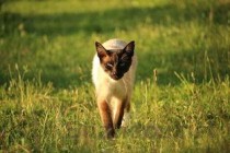 世界上10大最好看的猫品种 波斯猫/暹罗猫居前两位(附2024排名前十榜单)