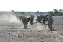 全世界上最贵的乌龟 安哥洛卡象龟一公分1000美金