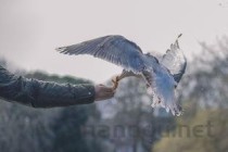 世界上最珍贵的鸟类，十大稀有鸟类，你知道几种(附2024年最新排行榜前十名单)