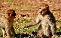 世界十大濒危动物排行榜 世界上即将灭绝的动物