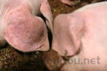 世界上耳朵最长的鼠：长耳跳鼠耳朵占一半身长