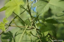 痔疮用药有哪些 推荐几个中药方剂治痔疮的中医名家