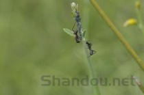 2024年世界上最毒的蚂蚁是什么蚂蚁？世界上最毒的蚂蚁排行榜(附排名前十完整榜单)