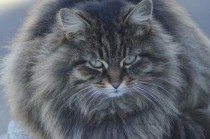 小猫突然抽搐是什么原因导致的？小猫突然抽搐有什么办法恢复？