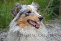 狗狗炎症一直增高是啥情况？狗狗炎症一直增高该怎么做才对？