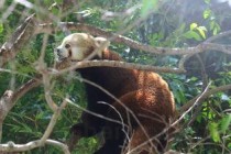 世界上最罕见的树：普陀鹅耳枥全球仅一棵 堪比大熊猫(附2024排名前十完整榜单)