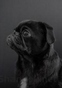 2024年世界上最小的猎犬品种：比格犬体长不足41厘米(附排名前十完整榜单)