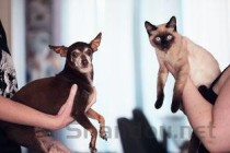 猫咪脸上腿上长一块一块的斑块怎么办？