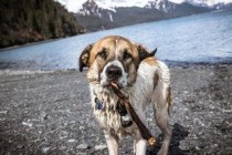 狗狗鼻头白了一点是什么缘故？狗狗鼻头白了一点要怎么应对？