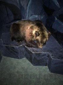 世界上嗅觉最灵敏的动物排行榜 熊排第一位(附2024排名前十完整榜单)