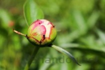 世界上最大的可发光的虫子：火体虫最长30米