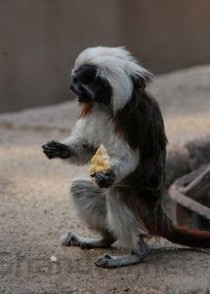 世界上最稀有的动物排行榜,2024最新排名前十名对比