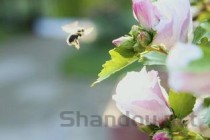 世界上最美丽的花 送给最心爱的人吧！