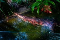 世界上最奇特的两栖鱼类，弹涂鱼能在陆地生存