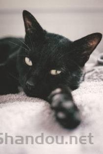 2024年世界上最丑的猫排行榜 真是丑到没朋友(附排名前十完整榜单)