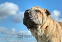 狗狗屁股红肿流血大便有虫的缘由何在？怎么弄会好？