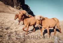 猫咪眼角总分泌出白色细条状物要怎么弄？