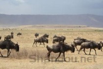 世界上最厉害的狗,鬼脸藏獒危险度堪比猛兽(危险暴躁)