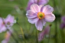 世界上十种最美的花  感受令人窒息的美(2024年最新排名前十榜单)