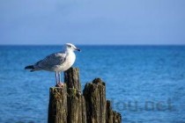 世界上听力最好的动物排名 海豚大象位列前两名(附2024排名前十完整榜单)