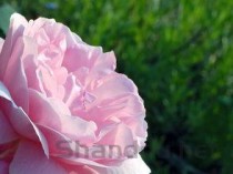 世界上最贵的花是什么花：朱丽叶玫瑰卖出2695万元天价(附2024排名前十完整榜单)