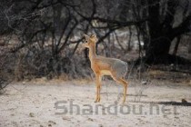 世界上最大的羊类，大羚羊身高可达172厘米