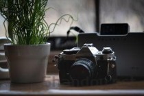 世界上最罕见的犀牛：北部白犀牛现仅剩两头(附2024排名前十完整榜单)