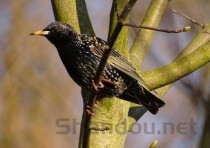 世界上最小的鸟是什么鸟 你知道吗