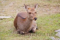 世界上最大的狗 大乔治高度：109厘米；体重：111千克(2024年最新排名前十榜单)