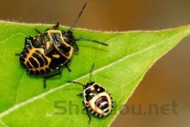 世界上冬眠时间最长的动物，睡鼠冬眠达9个月