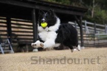 世界上最聪明的十种狗狗排行榜