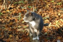 世界上最贵的猫排行榜,2024最新排名前十名对比