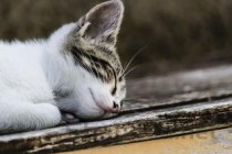 猫咪呕吐棕黄色糊状物是什么原因导致的？该怎么解决？