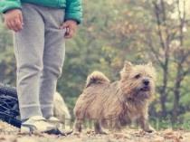 狗狗身上长圆形的痒脱屑是啥情况？该咋办？