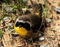 世界上最大的犬科动物：北美灰狼身长2米体重180斤(附2024排名前十完整榜单)