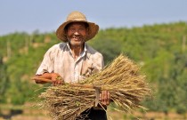 中国最聪明农民（中国五个最聪明的人）