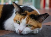 世界上最小的猫是什么：新加坡雌猫体重不足四斤(附2024排名前十完整榜单)