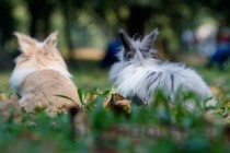 2024年世界上最漂亮的兔子 公主兔长得非常可爱(附排名前十完整榜单)