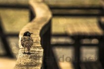 丧尸病毒真的存在吗（世界上丧尸病毒真的存在吗）